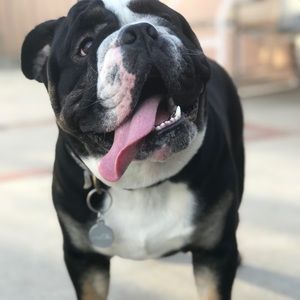 Meet your Posher, Freddy